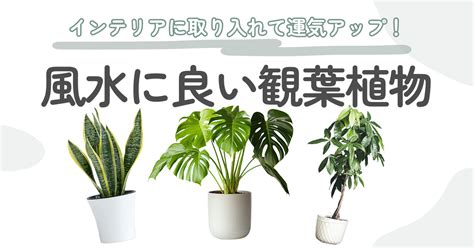 蓮 風水|風水の効果が狙える植物を飾る – ワールド・オブ・風。